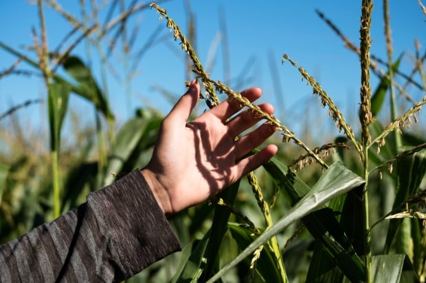 GRAINS-SUPPLY/