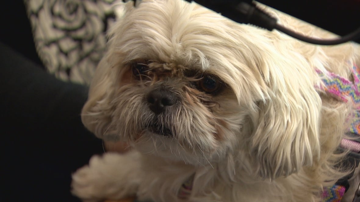 Adopt A Senior Pet month gives new life to old dogs and cats Edmonton