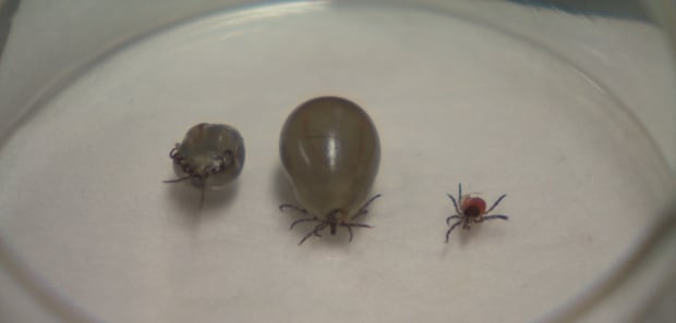 Ticks