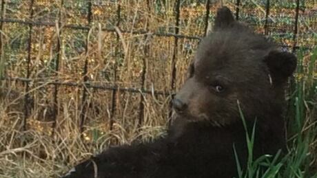Bear Cub Killing 20171122