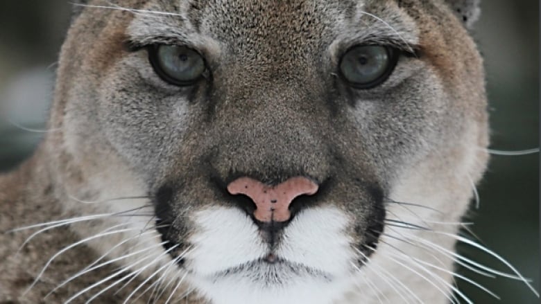 Cougar Hunt In Alberta Sparks Debate Among Scientists Hunters And 0544