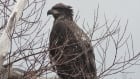Eagle at Quidi Vidi Lake