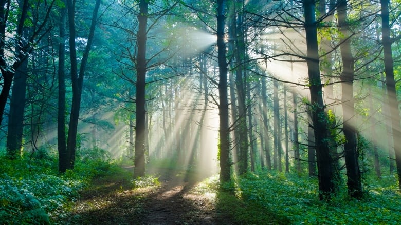 Sunlight streams through trees