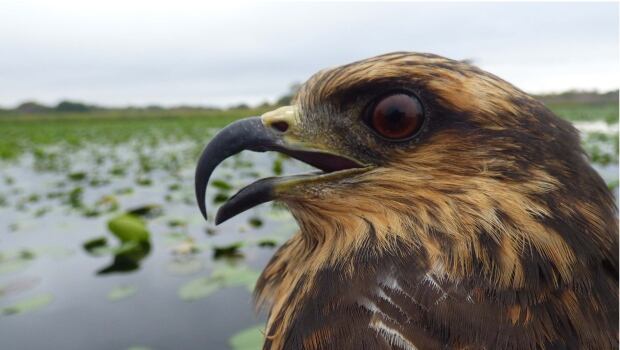Snail kites
