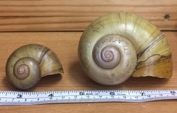 Island apple snail
