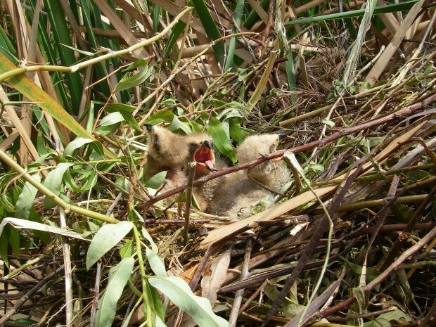 Snail kite nestlings