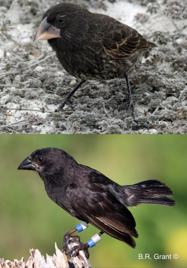 Parent birds