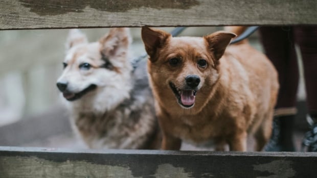Small Dog Rescue Bc Canada Small Dog Rescue Bc Canada