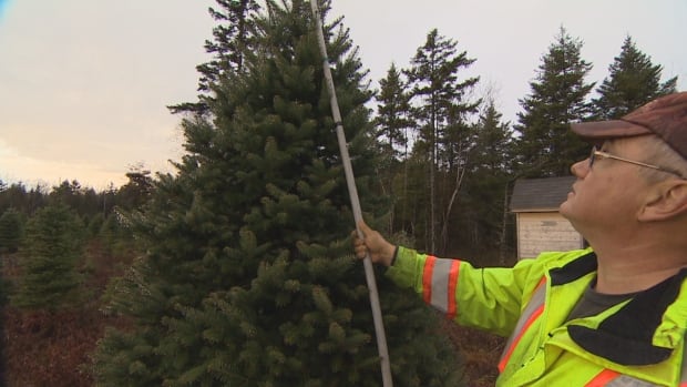 Christmas tree prices go up while supply goes down