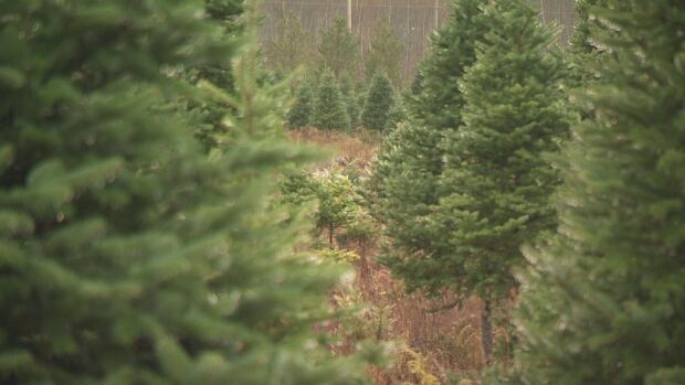 christmas tree shortage wholesalers in nova scotia sell christmas tree shortage wholesalers in nova scotia sell