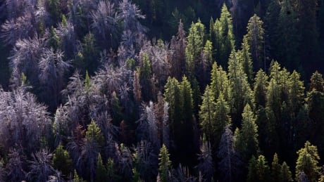 In this Aug. 1, 2011 photo, Whitebark pine have succumbed to mountain pine beetles through the Gros Ventre area east of Jackson Hole, Wyo., A rogue wave of beetles riding on a decade of drought and ever-warmer winters is now cresting here. (AP Photo/The Salt Lake Tribune, Rick Egan) Beetles Dying Forests