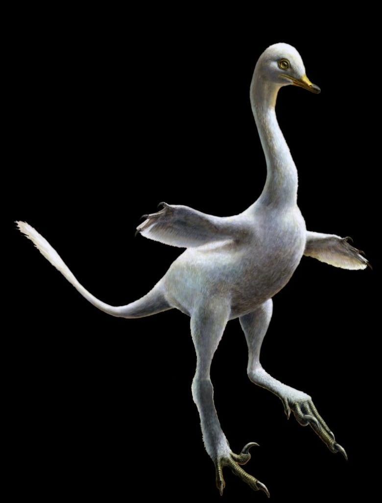 Deinocheirus mirificus, no longer an enigma