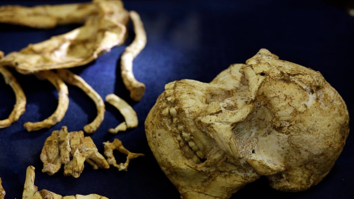 Scientists unveil 'remarkable' skeleton of ancient human ancestor