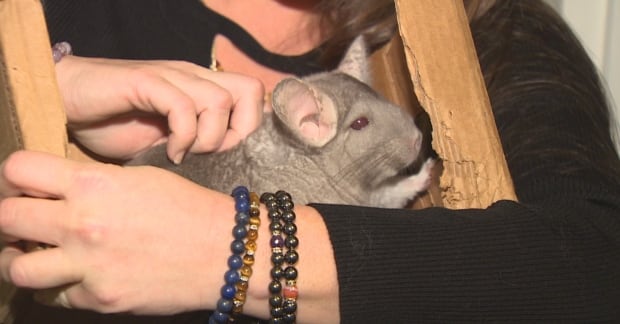 Mandzy chinchilla