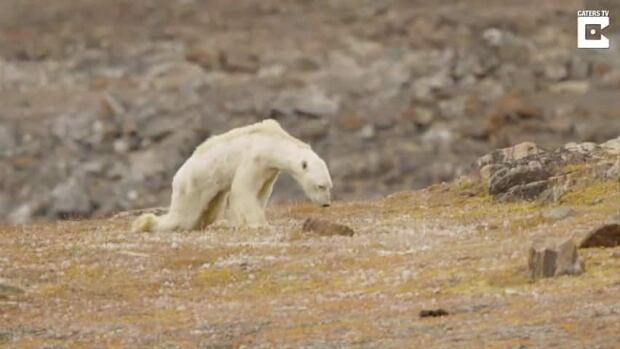 ugly polar bear