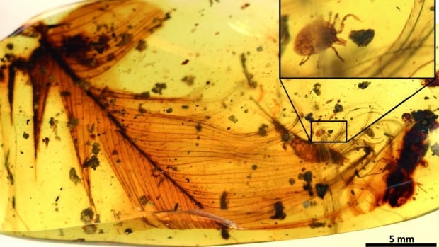 Ancient Dinosaurs Were Covered In Blood Sucking Ticks Ancient Dinosaurs Were Covered In Blood Sucking Ticks