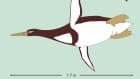 Ancient Giant Penguin