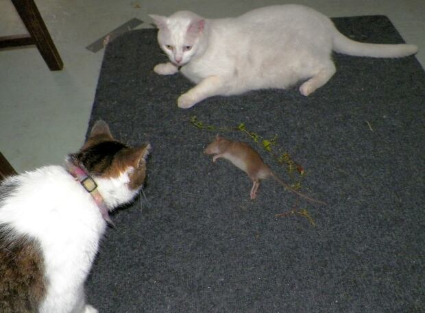 Rats