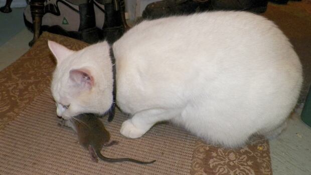 Shannon Lee Mannion says her cat Blackie brings home up to five or six dead or dying rats a day.