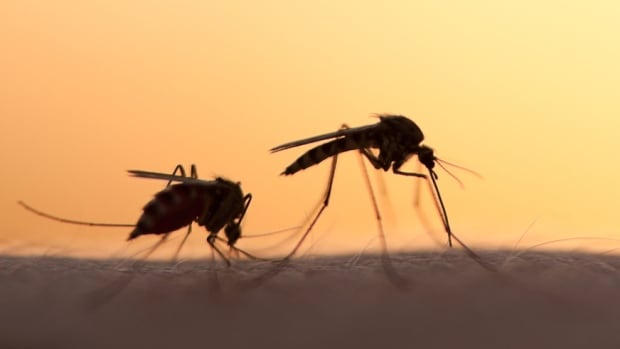mosquitoes.jpg