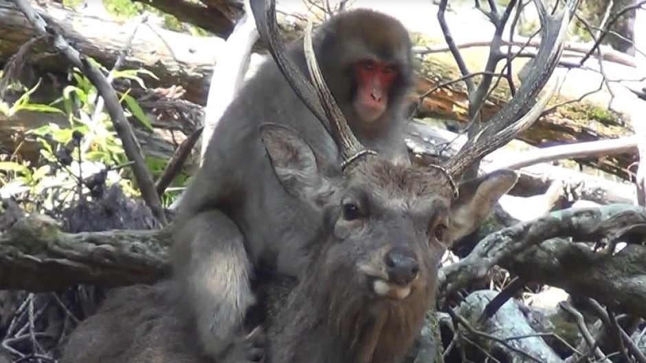 Study Says Japanese Wild Monkeys Are Having Sexual Contact With Deer Study Says Japanese Wild Monkeys Are Having Sexual Contact With Deer