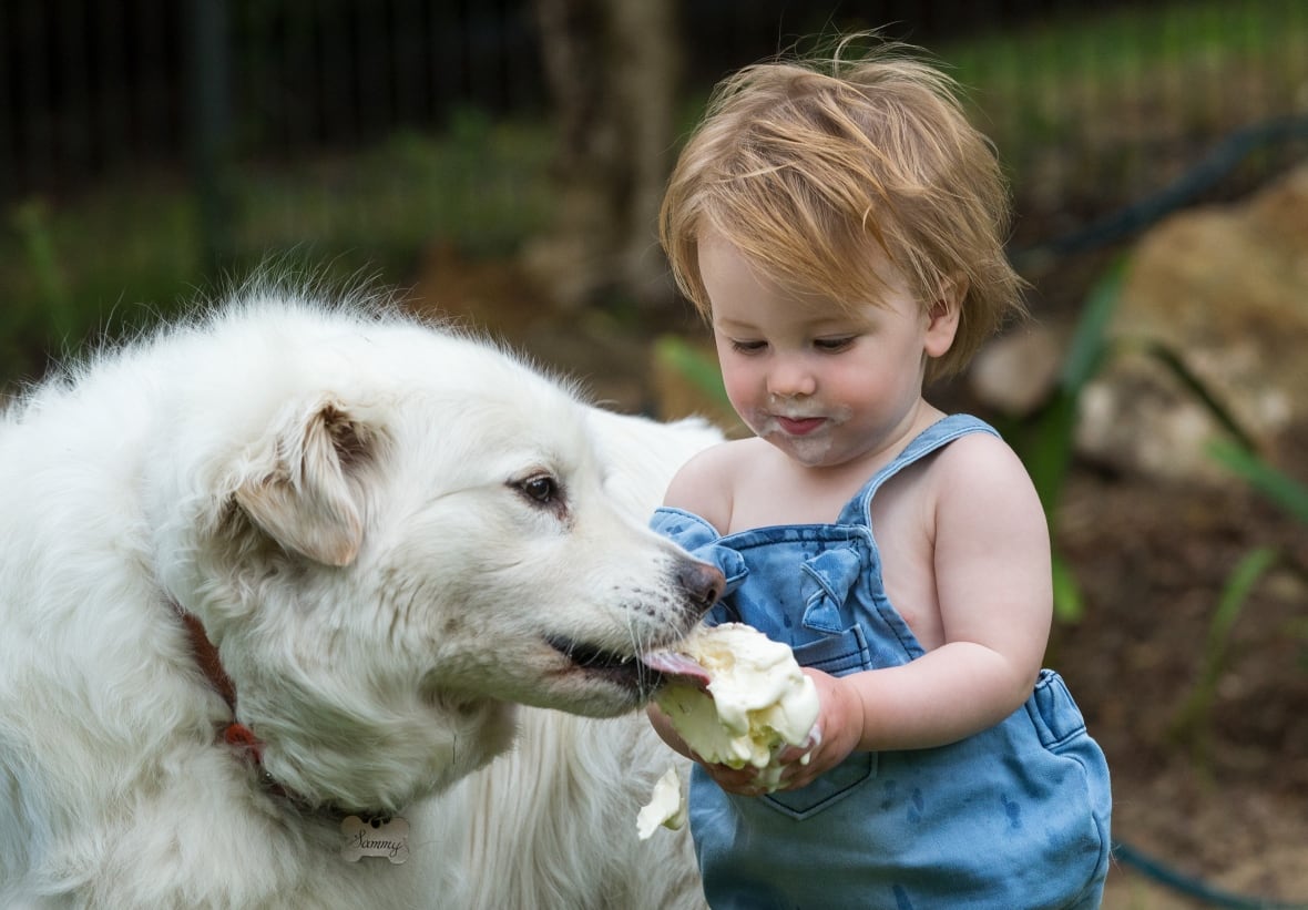 A young child shares food with a white dog.