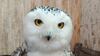 number of injured snowy owls soars at manitoba wildlife number of injured snowy owls soars at manitoba wildlife