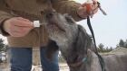 pet cannabis oil
