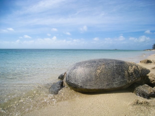 Green Sea turtle release