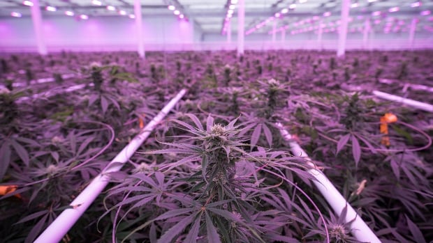 Just say no: How some communities are fighting pot legalization