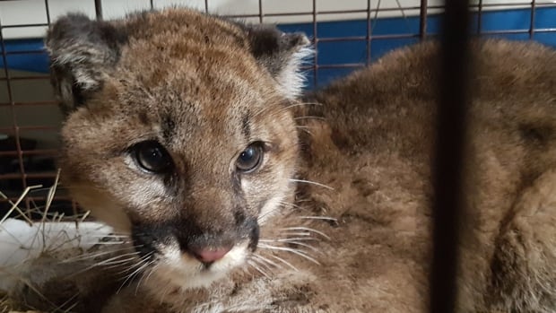 Orphaned baby cougar finds temporary home in conservation