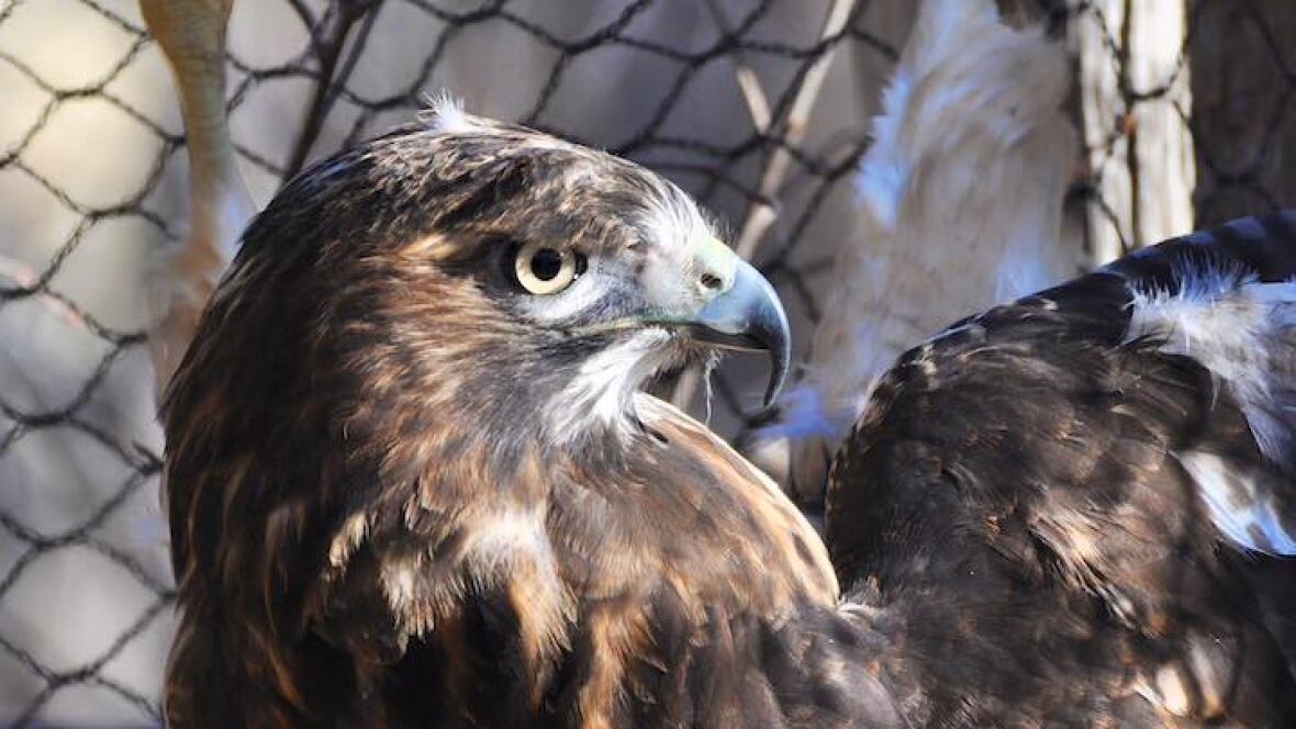 hawks owls killed in fire at edmonton area bird rescue hawks owls killed in fire at edmonton area bird rescue