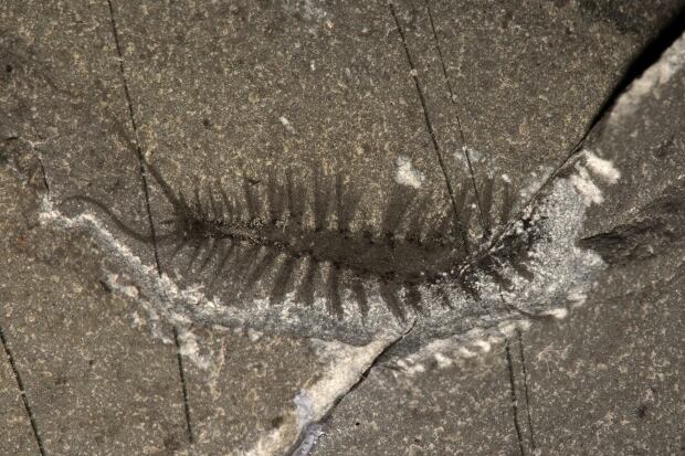 Preshistoric worm Kootenayscolex
