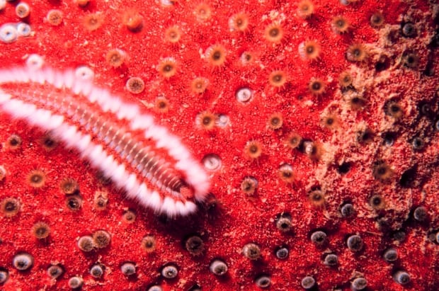 Orange fireworm