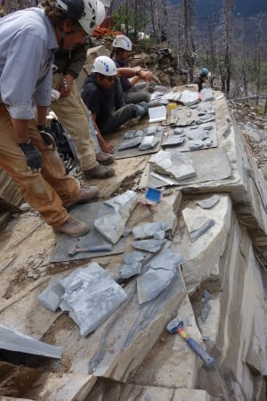 Burgess Shale Marble Canyon