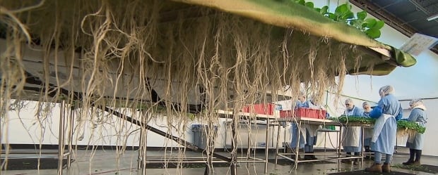 aeroponics
