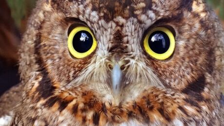 Western Screech Owl face