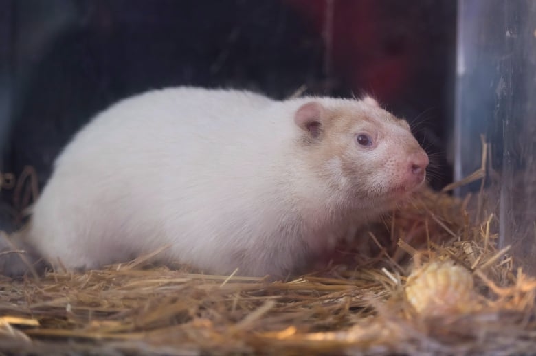 Wiarton Willie predicts early spring, but Shubenacadie Sam has