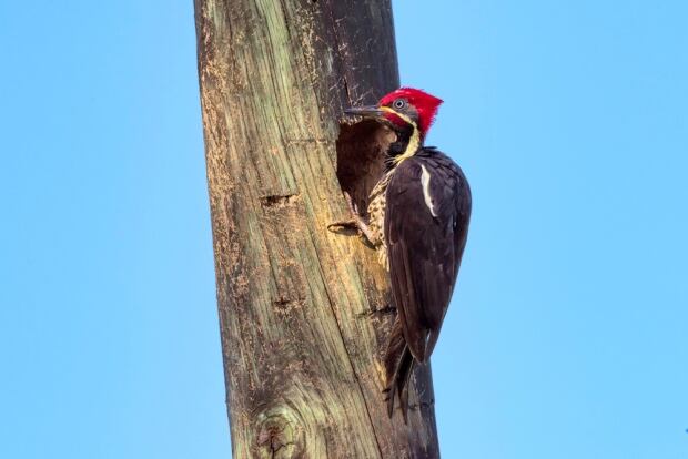 Lineated woodpecker