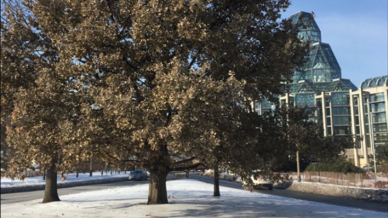 What do Trees Do in the Winter?