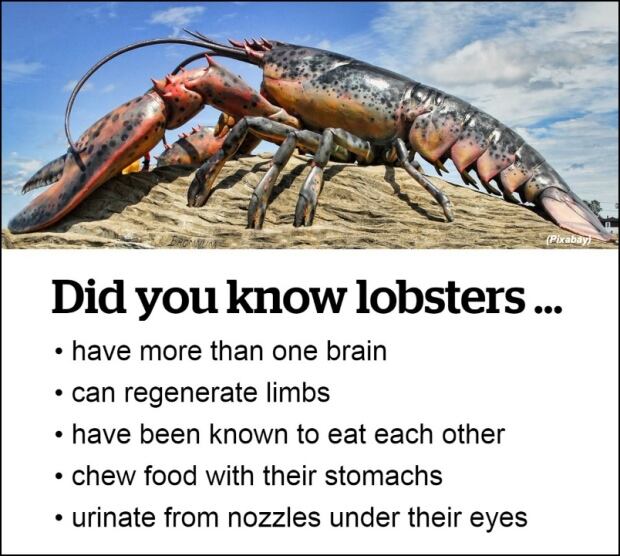 Lobster Death