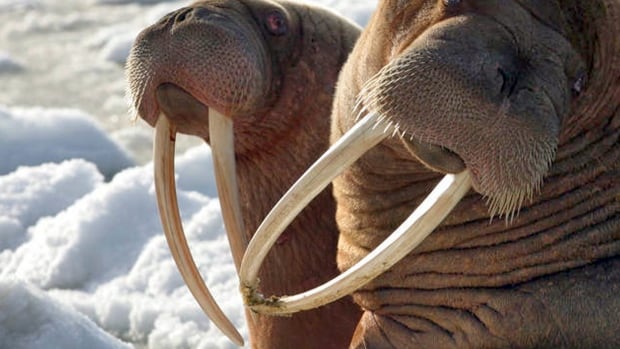 Trump policy improperly denied protection to walruses, U.S. court rules