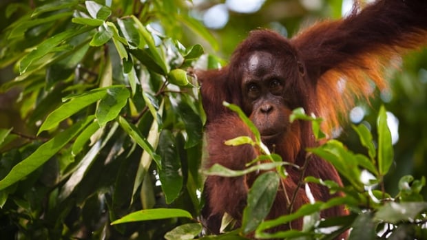 Over 100000 orangutans have been killed in Borneo over 16 years Over 100000 orangutans have been killed in Borneo over 16 years