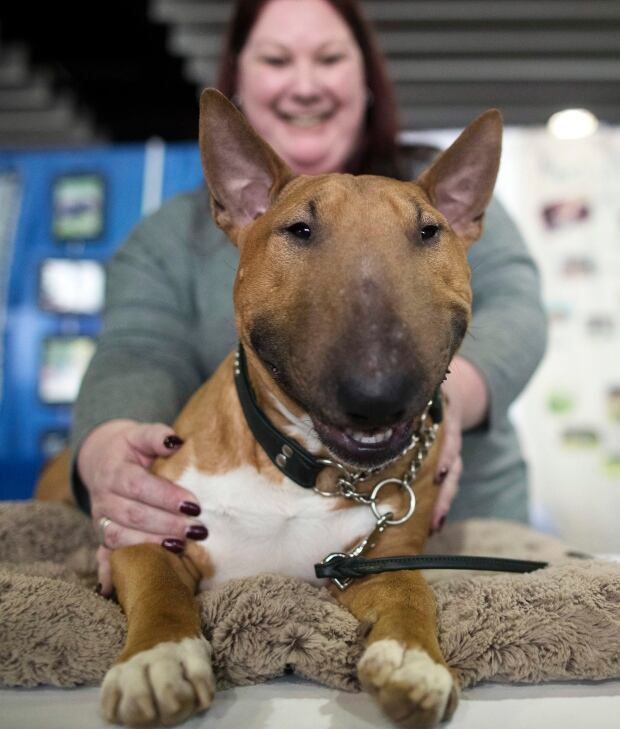 APTOPIX Westminster Dog Show