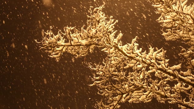 Parts of western Manitoba under snowfall warning as 10 to 20 cm expected Tuesday