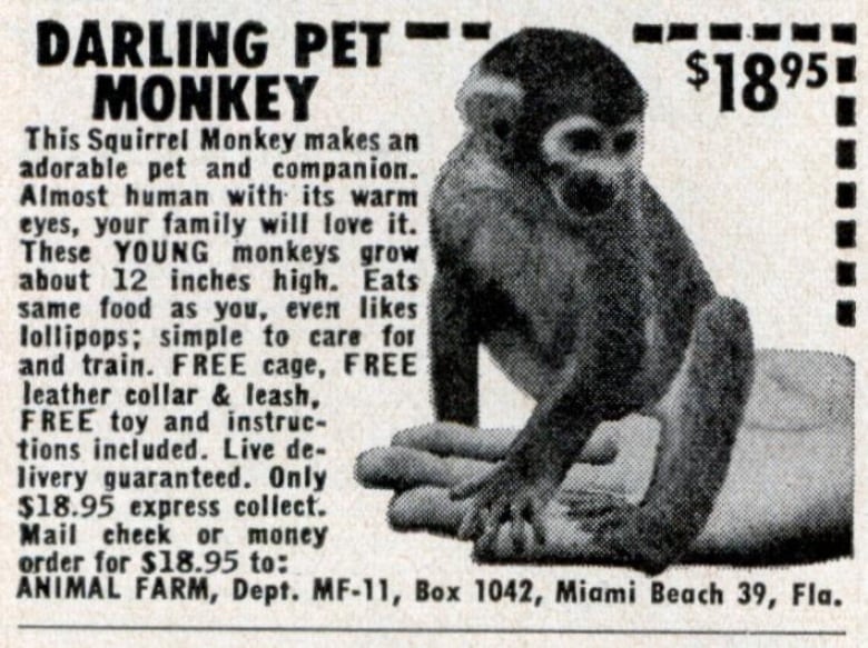 real life monkeys for sale