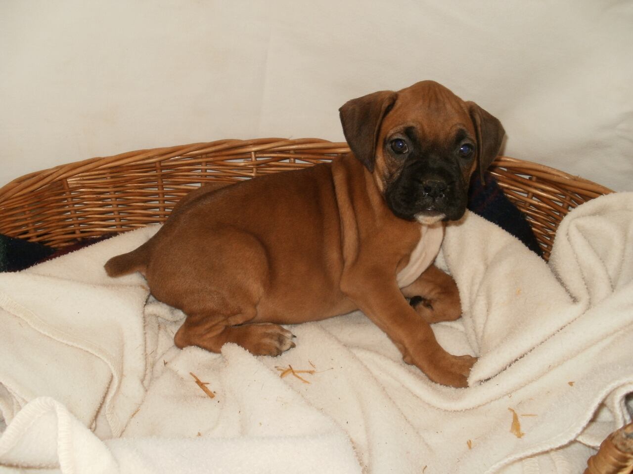 Boxer With Long Tail