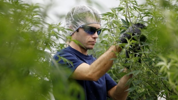 A worker collects cuttings from a marijuana plant at the Canopy Growth Corporation facility in Smiths Falls, Ont., in this Jan. 2018 photo.