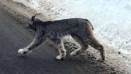 Lynx roams through Thunder Bay