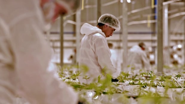 Canopy Growth's Aldergrove greenhouse received 100,000 cannabis clones this weekend.